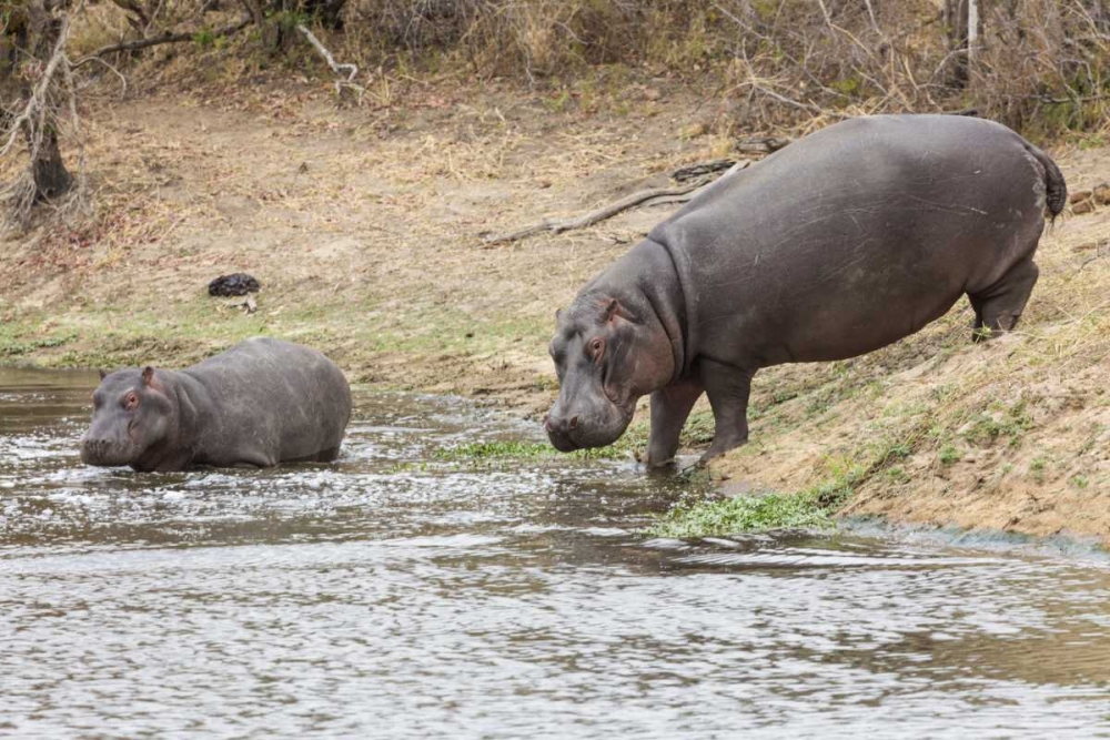 South Africa Adult and juvenile hippopotamus